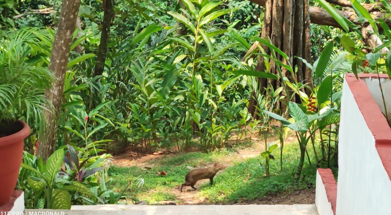 Casa Hadassa La Canada Palenque Eksteriør billede