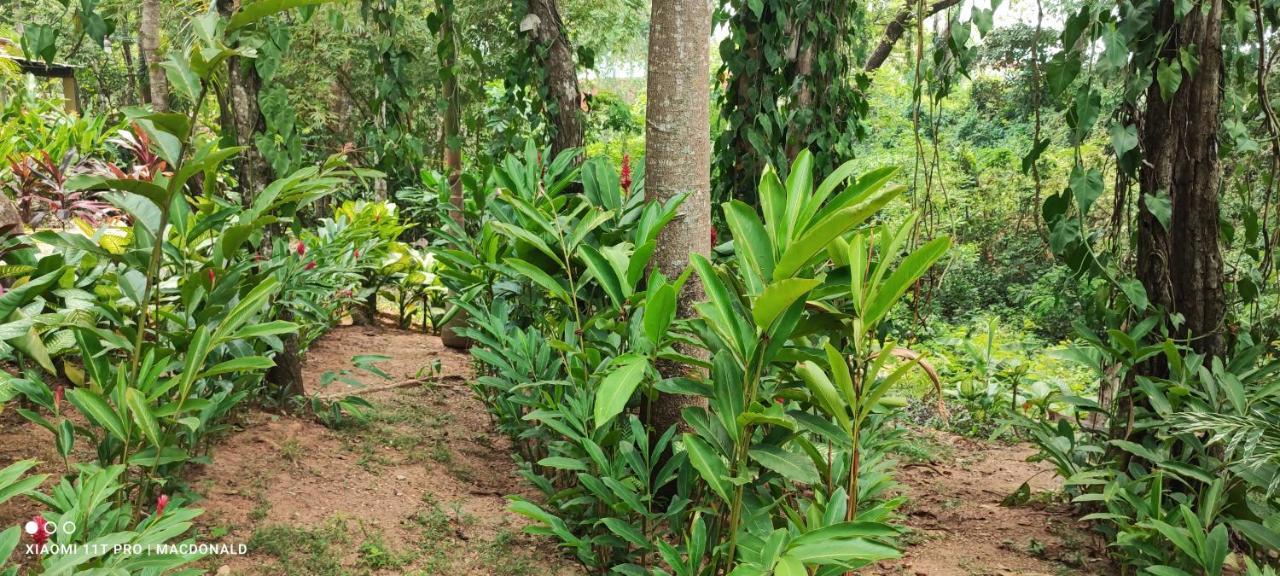 Casa Hadassa La Canada Palenque Eksteriør billede